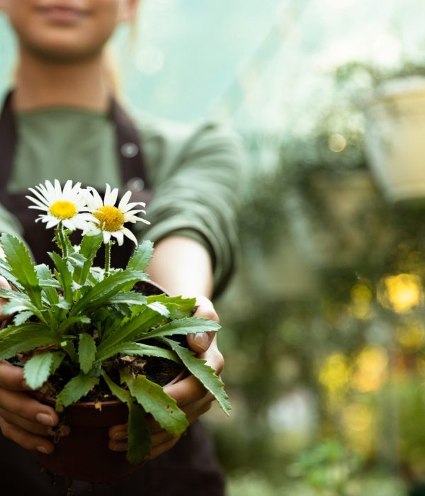 Cropped photo of a woman gardener holding plant in greenhouse.