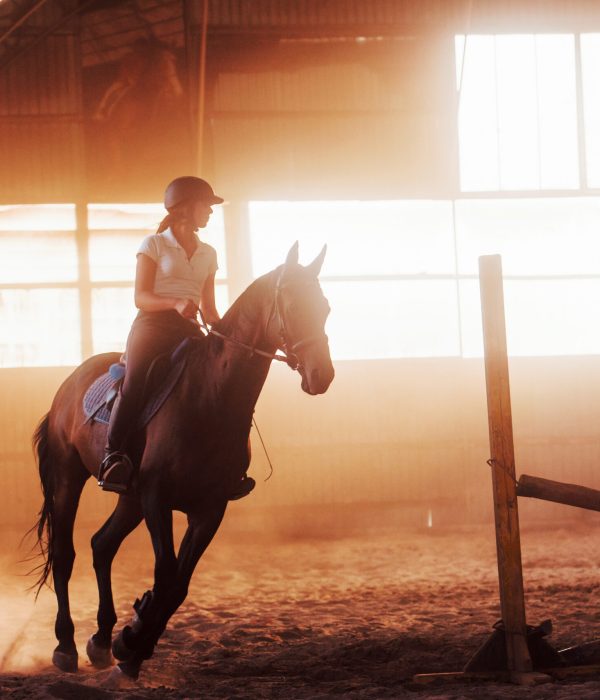Majestic image of horse silhouette with rider on sunset background. The girl jockey on the back of a stallion rides in a hangar on a farm.