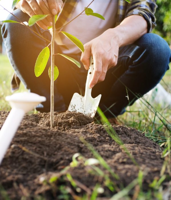young man gardener, planting tree in garden, gardening and watering plants.